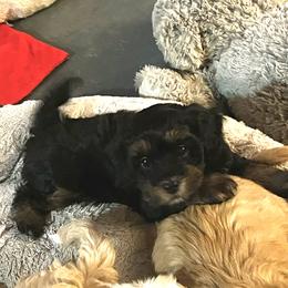 Pink cranberry girl - female Havanese puppy in Arlington, Washington from Havanese With Love Breeding Co.