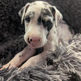 Karma - Harlequin female Great Dane puppy in Brooksville, Florida from Follow My Lead Great Danes