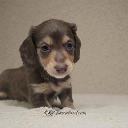 Coco - Chocolate and cream female Dachshund puppy in Oklahoma City, Oklahoma from OkieDoxieland Dachshunds