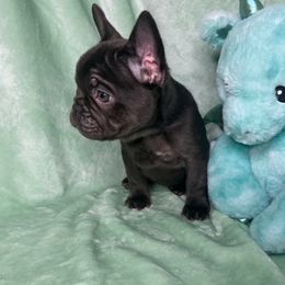 French Bulldog Puppies from Fancy Frenchies