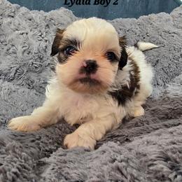 Lydia Boy 2 - Red and white male Shih Tzu puppy in Oakville, Washington from Garrard Creek Shih Tzus