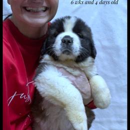 Green Collar - Mahogany and white female Saint Bernard puppy in New Philadelphia, Ohio from Fletchers Saints