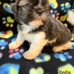 Stella - Black gold and white female Shih Tzu puppy in Jasper, Indiana from Jacob’s Spoiled Shih Tzu