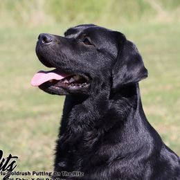 Ritz - Labrador Retriever