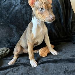 Boston Terrier and Rat Terrier Puppies from Sugar Baby Bostons