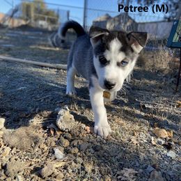 Siberian Husky Puppies from Phresh Pharm Husky Ranch