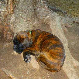 Boxer Puppies from Boxers vom Norden