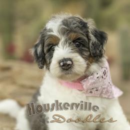 Mercy - Blue merle female Bernedoodle puppy in Wickenburg, Arizona from Houskerville Doodles