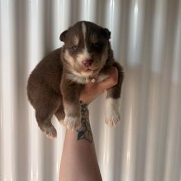 White - Red and white female Siberian Husky puppy in Jonesborough, Tennessee from Dry Creek Siberians