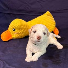 Max-Black Collar - White male Bichon Frise puppy in 63101 (St. Louis Metro Area), Missouri from BichonSTL