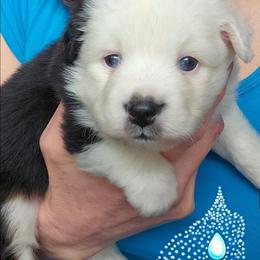 Sweetheart - Black tri female Toy Australian Shepherd puppy in Powell Butte, Oregon from Willow Lane Ranch