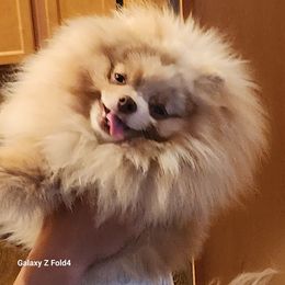 Camo - Pomeranian