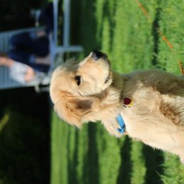 Golden Retriever Puppies from OPK GOLDENS