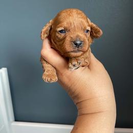 Honor - Red male Cavapoo puppy in Eau Claire, Wisconsin from Regal Cavaliers