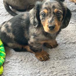 Niles - Dapple male Dachshund puppy in Belfair, Washington from CreekSide Mini Doxies