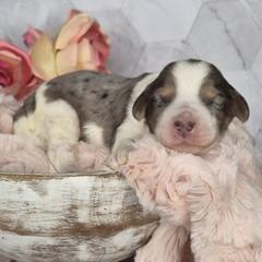 Oreo - Merle male Springerdoodle puppy in Fargo, North Dakota from Dakota SpringerDoodles