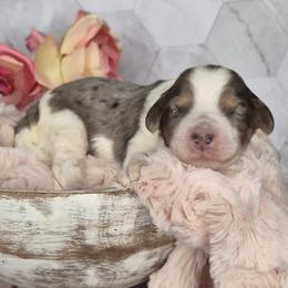 Oreo - Merle male Springerdoodle puppy in Fargo, North Dakota from Dakota SpringerDoodles