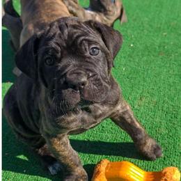 Ariana - Black brindle female Cane Corso puppy in Nashville, Tennessee from Prestigious K9
