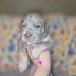 Great Dane Puppies from Heartfelt Danes