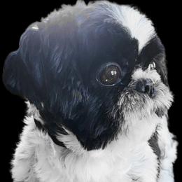 Penny - Shih Tzu