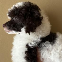 Parti Girl (toy poodle) - Parti female Poodle puppy in Southfield, Michigan from Standard Hearts
