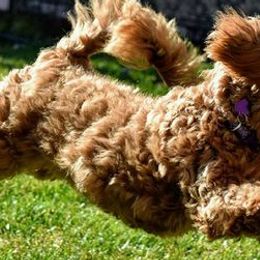 Goldendoodles from Megan O'Neill