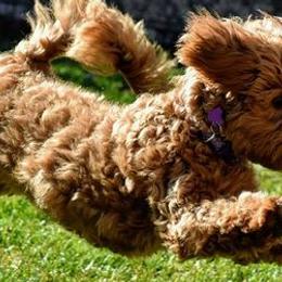 Goldendoodles from Megan O'Neill