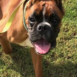 Boxers from Carrie's Boxers