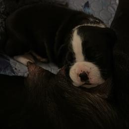 Girl 1 - Brindle female Boxer puppy in Fall River, Massachusetts from DaCosta’s Boxers