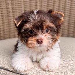Freddie - Tan and white male Yorkshire Terrier puppy in Jacksonville, Florida from Yorktown Yorkies