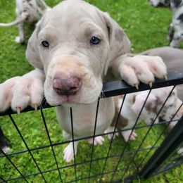 Girl 3 - Silver female Great Dane puppy in Columbia Stat, Ohio from Rocky Road Chocolate Danes