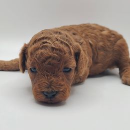 Blizzard - Red  male Poodle puppy in Kannapolis, North Carolina from Carolina Great Danes & Toy Poodles