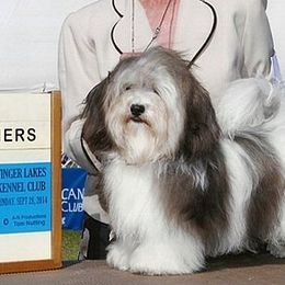 Golden Retrievers and Havanese from Happy Acres Goldens and Havanese