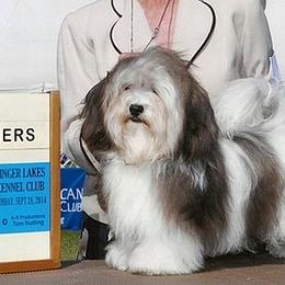 Golden Retrievers and Havanese from Happy Acres Goldens and Havanese