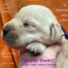 Spider Gwen - Purple Collar, Yellow Female - 3,500 - Yellow female Labrador Retriever puppy in Eaton Rapids, Michigan from Higher Ground Labradors