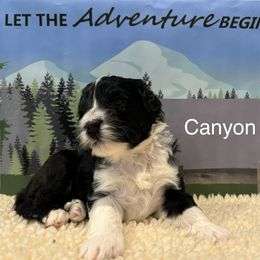 Portuguese Water Dog All Grown Up from Up A Creek Kennels