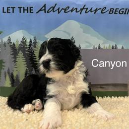 Portuguese Water Dog All Grown Up from Up A Creek Kennels
