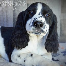 Boy 1 - Black and white male English Springer Spaniel puppy in Great Falls, Montana from Big Sky Springers