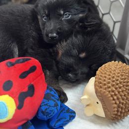 German Shepherd Puppies from RoyalWork K9