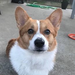 Kirby - Pembroke Welsh Corgi