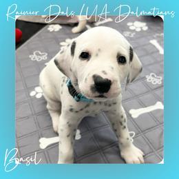 Dalmatian Puppies from Rainier DALS LUA Dalmatians of Washington