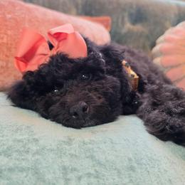 Valentina - Black female Poodle puppy in Buffalo, Illinois from Pear Tree Pups