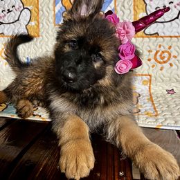 German Shepherd Puppies from Salty Raccoon Ranch German Shepherds