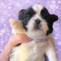 Lavendar - Black and white female Shih Tzu puppy in Berkeley Springs, West Virginia from Sandridge Shih Tzus