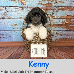 Kenny - Phantom male Poodle puppy in Kenyon, Minnesota from Country Breeze Poodles