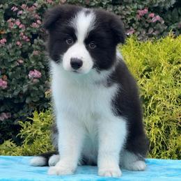 Scout - Black male Border Collie puppy in Dunn, North Carolina from Coylety Border Collies