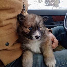 Pomsky Puppies from Schofield Homestead Pomsky's
