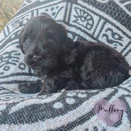 Mallory - Black female Portuguese Water Dog puppy in Jacksonville, Florida from Atlantic Coast PWD