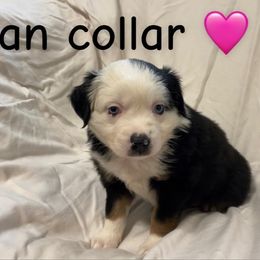 Pie - Black tri female Miniature Australian Shepherd puppy in Colbert, Georgia from Terri's Mini Aussies