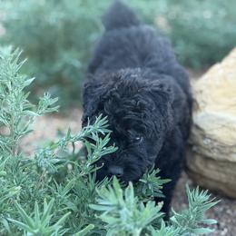 Echo - Black female Bouvier des Flandres puppy in Wellington, Colorado from Blood Family Frenchies and Bouvs